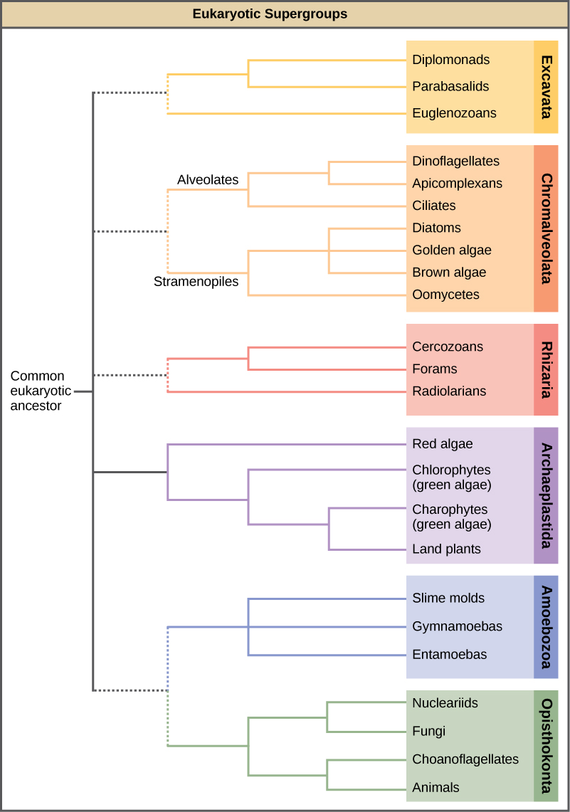 Le graphique montre la relation entre les supergroupes eucaryotes, qui sont tous issus d'un ancêtre eucaryote commun. Les six groupes sont Excavata, Chromalveolata, Rhizaria, Archaeplastida, Amoebozoa et Opisthokonta. Les fouilles comprennent les royaumes, les diplomonades, les parabasalides et les euglénozoaires. Les Chromalveolata comprennent les règnes dinoflagellés, apicomplexans et ciliés, tous appartenant à la lignée alvéolée, ainsi que les diatomées, les algues dorées, les algues brunes et les oomycètes, tous appartenant à la lignée stramenopile. Les rhizaires comprennent les cercozoaires, les forams et les radiolaires. Les Archaeplastides comprennent des algues rouges et deux royaumes d'algues vertes, les chlorophytes et les charophytes, et de plantes terrestres. Les amibozoaires comprennent les moisissures visqueuses, les gymnamoebas et les entamoebas. L'opisthokonta comprend les nucléariides, les champignons, les choanoflagellés et les animaux.