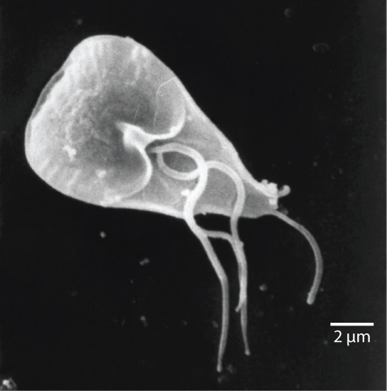 La micrographie montre Giardia, qui a la forme d'un grain de maïs et mesure environ 12 à 15 microns de long. Trois flagelles en forme de fouet émergent du milieu du parasite, et une queue en forme de fouet dépasse de l'extrémité arrière étroite.