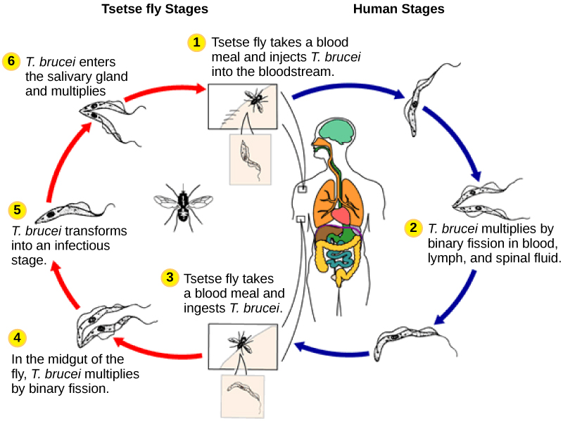 Le cycle de vie de T. brucei commence lorsque la mouche tsé-tsé prend un repas sanguin d'un hôte humain et injecte le parasite dans la circulation sanguine. T. brucei se multiplie par fission binaire dans le sang, la lymphe et le liquide céphalo-rachidien. Lorsqu'une autre mouche tsé-tsé mord la personne infectée, elle absorbe l'agent pathogène, qui se multiplie ensuite par une fission binaire dans l'intestin moyen de la mouche. T. brucei passe au stade infectieux et pénètre dans la glande salivaire, où il se multiplie. Le cycle est terminé lorsque la mouche prend un repas de sang d'un autre être humain.