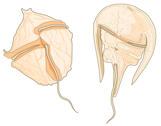 插图显示了两个 dinoflagellates。 第一个是胡桃形的，中间有一个凹槽，另一个垂直的凹槽从中间开始，向后延伸。 鞭毛适合每个凹槽。 第二个 dinoflagellate 呈马蹄形，身体从马蹄铁的宽处向狭窄的一端延伸。 像第一个 dinoflagellate 一样，这个有两个垂直的凹槽，每个凹槽都包含一个鞭毛。