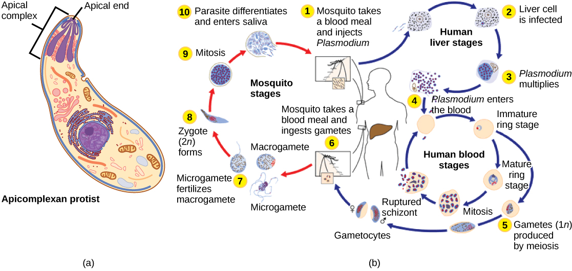 L'illustration A montre une cellule ovale dotée d'une extrémité étroite et d'une extrémité large. Le complexe apical est situé à l'extrémité étroite. Les trois branches de ce complexe se rétrécissent et se rejoignent à l'extrémité apicale, ou étroite, de la cellule. L'illustration b montre le cycle de vie du Plasmodium, responsable du paludisme. Le cycle de vie du plasmodium commence lorsqu'un moustique prend un repas de sang et injecte du plasmodium dans la circulation sanguine. Le plasmodium pénètre dans le foie où il se multiplie et finit par rentrer dans le sang. Dans le sang, elle entre dans la phase annulaire, appelée ainsi parce que la cellule est enroulée en forme d'anneau. Le stade Ring peut se multiplier par mitose ou subir une méiose, formant de nouveaux gamètes 1n de types masculin ou féminin. Lorsqu'un moustique prend un repas de sang provenant d'un hôte infecté, les gamètes sont ingérés. Un type sexuel de gamète plus petit, appelé microgamète, féconde un type sexuel plus grand, appelé macrogamète, produisant un zygote 2n. Le zygote subit une mitose et une différenciation. Il pénètre dans la salive où il peut être injecté à un autre hôte, complétant ainsi le cycle.
