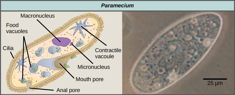 左边的插图显示的是鞋形的 Paramecium。 短而毛状的纤毛覆盖细胞外部。 里面有食物液泡、大核和小微核。 Paramecium 有两个星形的收缩液泡。 口腔毛孔是一个凹痕，位于足部变窄的地方。 一个叫做肛门孔的小开口位于细胞的宽端。 右边的显微照片是 Paramecium，它的宽度约为 50 微米，长 150 微米。