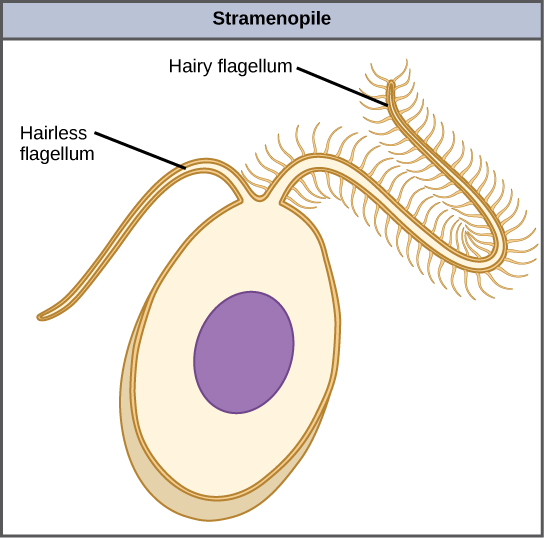 L'illustration montre une cellule stramenopile en forme d'œuf. Un flagelle glabre et un flagelle velu dépassent de l'extrémité étroite de la cellule.