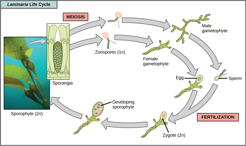 褐藻 Laminaria 的生命周期始于 sporangia 经历减数分裂，产生 1n 个动物孢子。 动物孢子经历有丝分裂，产生多细胞雄性和雌性配子体。 雌配子体产生卵子，雄配子体产生精子。 精子使卵子受精，产生 2n 合子。 合子经历有丝分裂，产生多细胞孢子体。 成熟的孢子体会产生孢子囊，完成周期。 照片插图显示了孢子体阶段，它类似于一种植物，叶片状的长而扁平的叶子通过膀胱状的连接附着在绿色茎上。 刀片和茎都被淹没了。 孢子囊与叶状结构有关。