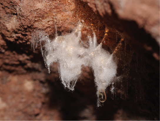 A mucous-like mass, covered in white fuzz, hanging from a rock.