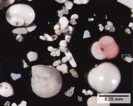 La photo montre de petites coquilles blanches qui ressemblent à des coquilles, ainsi que des fragments de coquilles. Chaque cellule mesure environ 0,25 mm de diamètre.