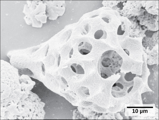 La micrographie montre une structure blanche en forme de larme qui rappelle une coquille. La structure est creuse et percée de trous circulaires.