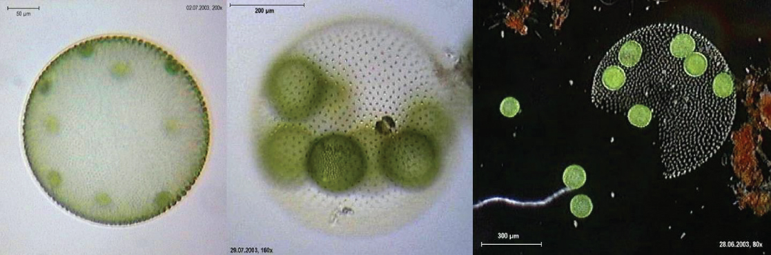 左边的显微照片显示了一个大约 400 微米的球体，里面有大约 50 微米的圆形绿色细胞。 中间的显微照片在更高的放大倍率下显示了相似的视图。 右边的显微照片显示了一个破碎的球体，它释放了一些细胞，而其他细胞则留在里面。