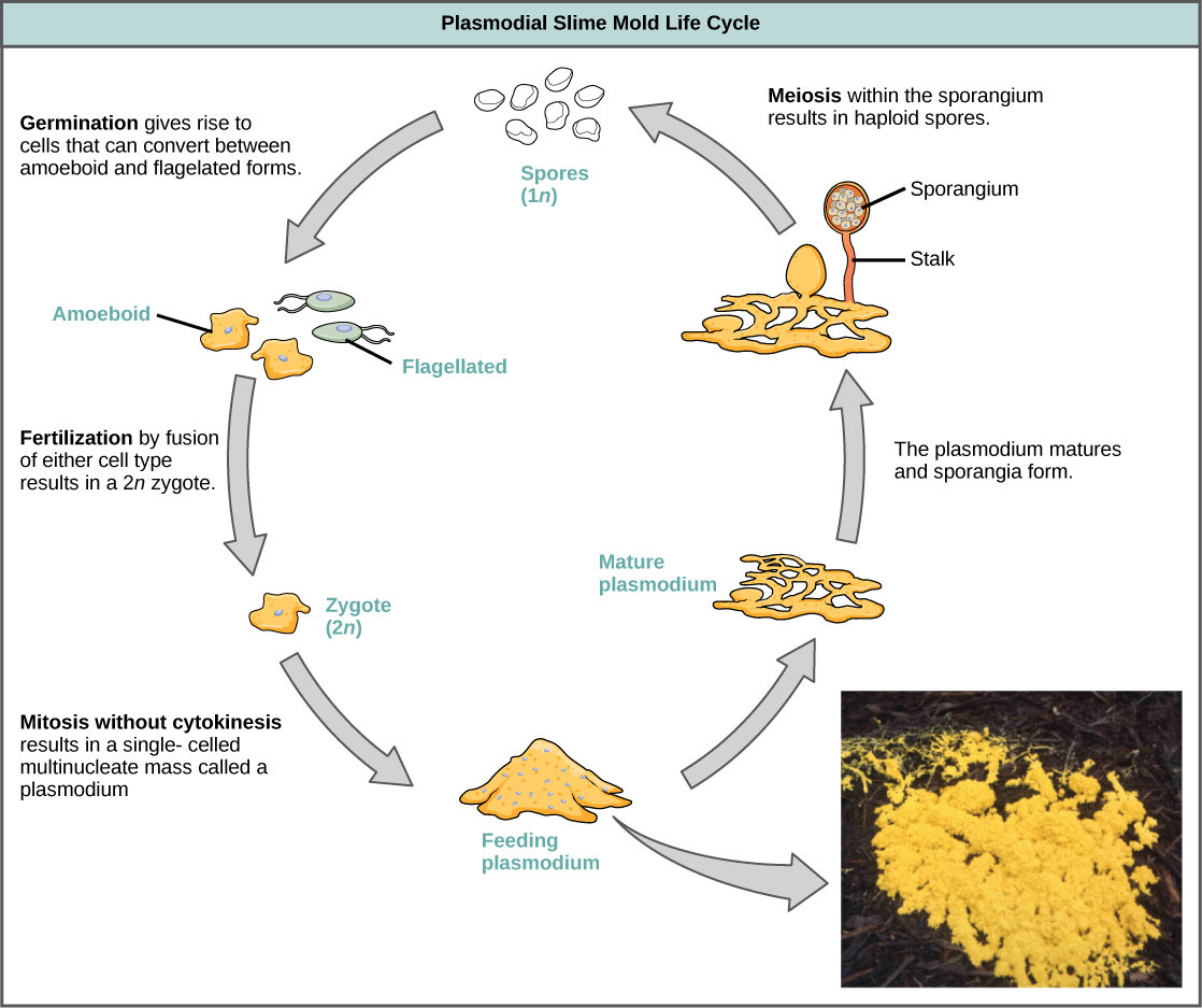 插图显示了疟原虫粘液霉菌的生命周期，该生命周期始于 1n 个孢子发芽，从而产生可以在变形虫和鞭毛形式之间转化的细胞。 任一细胞类型的受精都会产生 2n 个合子。 合子在没有细胞分裂的情况下经历有丝分裂，从而产生肉眼可见的单细胞多核肿块。 插图显示疟原虫呈亮黄色，看起来像呕吐物。 随着疟原虫的成熟，肿块中心会形成空洞。 顶部有灯泡状孢子囊的茎从肿块中长出来。 孢子在孢子管突然打开时会释放出来，完成周期。