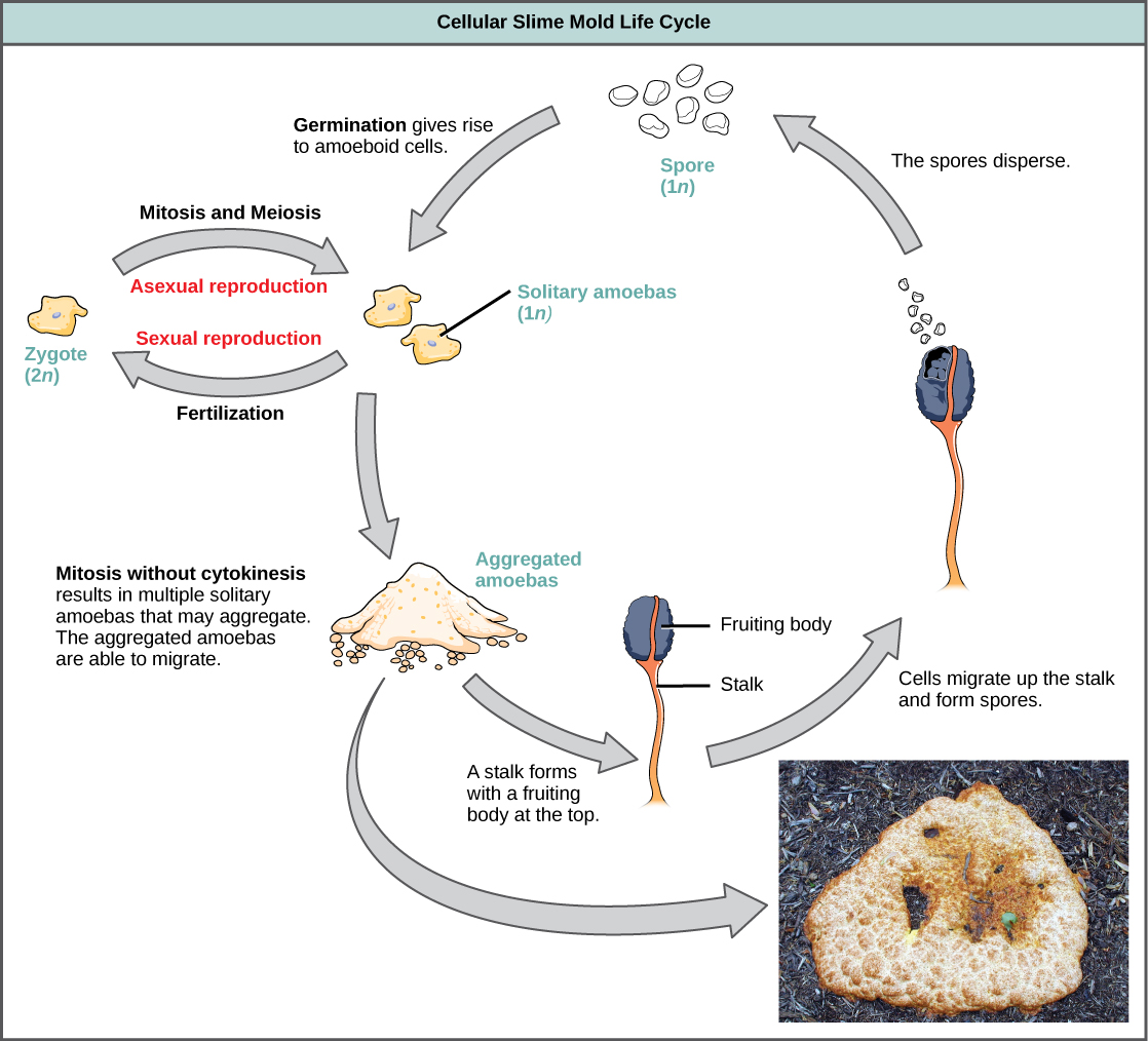 Le cycle de vie asexué de la moisissure visqueuse cellulaire commence lorsque les spores 1n germent, donnant naissance à des cellules amiboïdes solitaires. Les amibes solitaires subissent une mitose et peuvent s'agréger pour former des amibes agrégées. Les amibes agrégées sont capables de migrer. Une tige avec un corps fructifère au sommet se forme dans les amibes agrégées. Les cellules remontent le long de la tige et forment des spores qui se dispersent, complétant ainsi le cycle de vie asexué. Le cycle de vie sexuel de la moisissure visqueuse cellulaire commence lorsque des amibes solitaires sont fécondées, ce qui donne naissance à un zygote 2n. Le zygote subit une mitose et une méiose, ce qui donne lieu à plus de 1 m d'amibes solitaires.