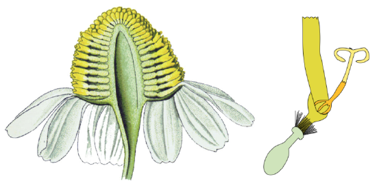 Long section through a head inflorescence and a ray floret