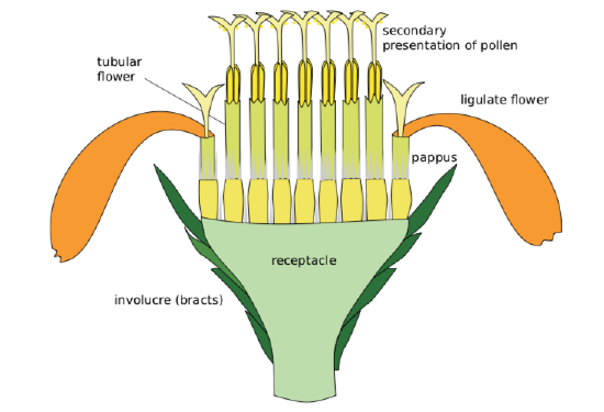 Diagram of a head inflorescence