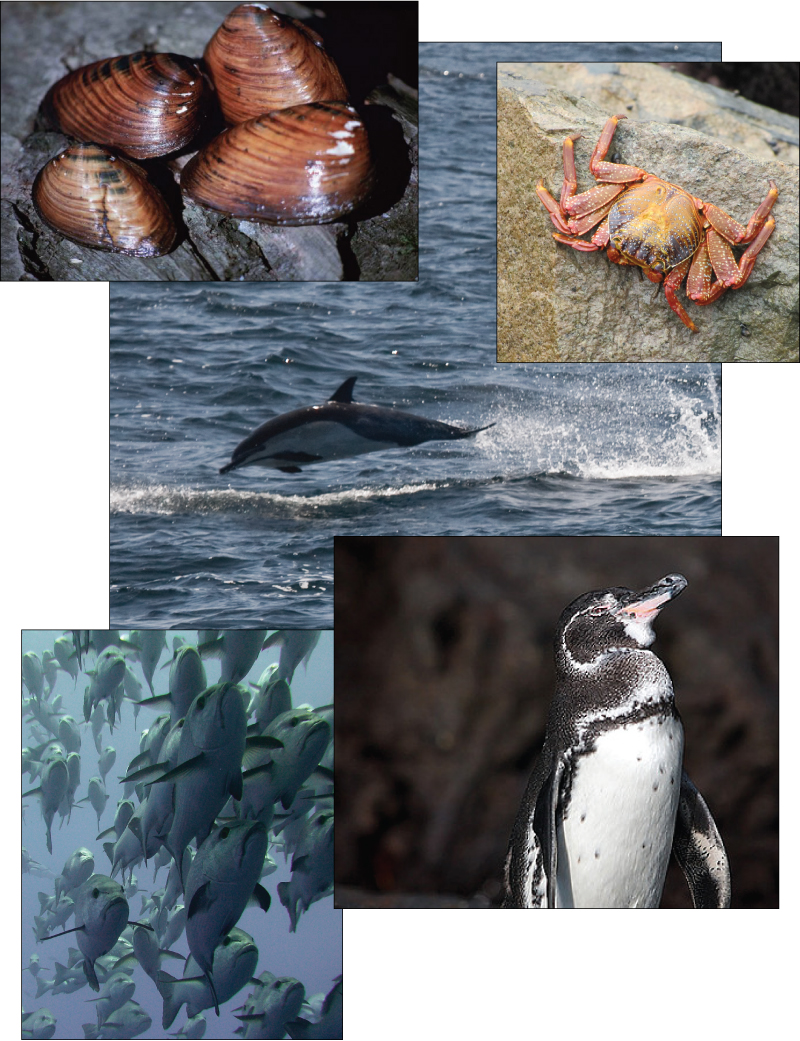 Le collage de photos montre des mollusques, un crabe, un dauphin, un pingouin et un banc de poissons.