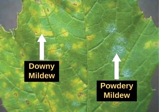 La photo montre une feuille infectée par le mildiou (à gauche) et par l'oïdium (à droite). Lorsque la feuille est infectée par le mildiou, elle est jaune au lieu de verte. L'oïdium apparaît sous la forme d'un duvet blanc sur la feuille.