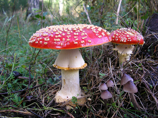 En la foto se muestran dos hongos grandes, cada uno con una base ancha blanca y una gorra roja brillante. Las tapas están salpicadas de pequeñas protuberancias blancas.