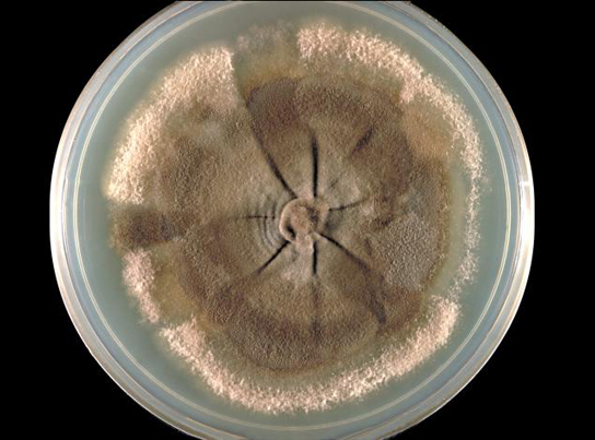 La photo montre un champignon brun clair poussant dans une boîte de Pétri. Le champignon, d'environ 8 centimètres de diamètre, a l'apparence d'une peau ronde ridée entourée de résidus poudreux. Une empreinte en forme de moyeu se trouve au centre du champignon. À partir de ce moyeu s'étendent des plis qui ressemblent à des rayons sur une roue.