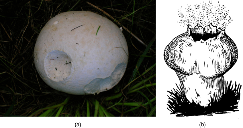 La partie A est une photo d'un champignon soufflé, rond et blanc. La partie B est une illustration d'un champignon bouffball qui libère des spores par son sommet éclaté.