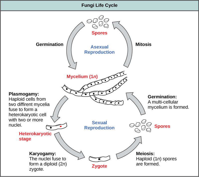 Les stades asexués et sexuels de la reproduction des champignons sont présentés. Au cours du cycle de vie asexué, un mycélium haploïde (1n) subit une mitose pour former des spores. La germination des spores entraîne la formation d'un plus grand nombre de mycéliums. Au cours du cycle de vie sexuelle, le mycélium subit une plasmogamie, un processus au cours duquel les cellules haploïdes fusionnent pour former un hétérocaryon (une cellule comportant au moins deux noyaux haploïdes). C'est ce qu'on appelle le stade hétérocaryote. Les cellules dicaryotes (cellules possédant deux noyaux supplémentaires) subissent une caryogamie, un processus au cours duquel les noyaux fusionnent pour former un zygote diploïde (2n). Le zygote subit une méiose pour former des spores haploïdes (1n). La germination des spores entraîne la formation d'un mycélium multicellulaire.
