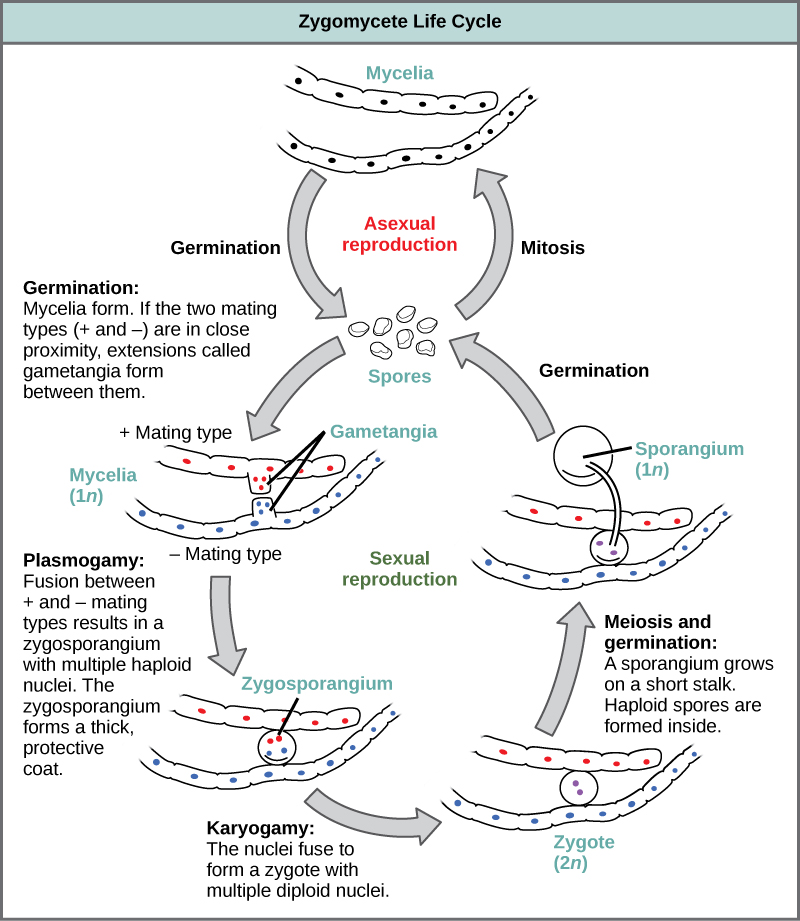 Les cycles de vie asexué et sexuel des zygomycètes sont présentés. Au cours du cycle de vie asexué, les spores 1n subissent une mitose pour former de longues chaînes de cellules appelées mycéliums. La germination entraîne la formation d'un plus grand nombre de spores. Au cours du cycle de vie sexuelle, les spores germent pour former du mycélium avec deux types d'accouplement différents : plus et moins. Si les types d'accouplement plus et moins se trouvent à proximité, des extensions appelées gamétanggies se forment entre eux. Dans un processus appelé plasmogamie, les gamétanges fusionnent pour former un zygosporange avec de multiples noyaux haploïdes. Une épaisse couche protectrice se forme autour du zygosporange. Dans un processus appelé caryogamie, les noyaux fusionnent pour former un zygote à plusieurs noyaux diploïdes (2n). Le zygote subit une méiose et une germination. Un sporange pousse sur une courte tige. Des spores haploïdes se forment à l'intérieur. Les spores germent, mettant fin au cycle.