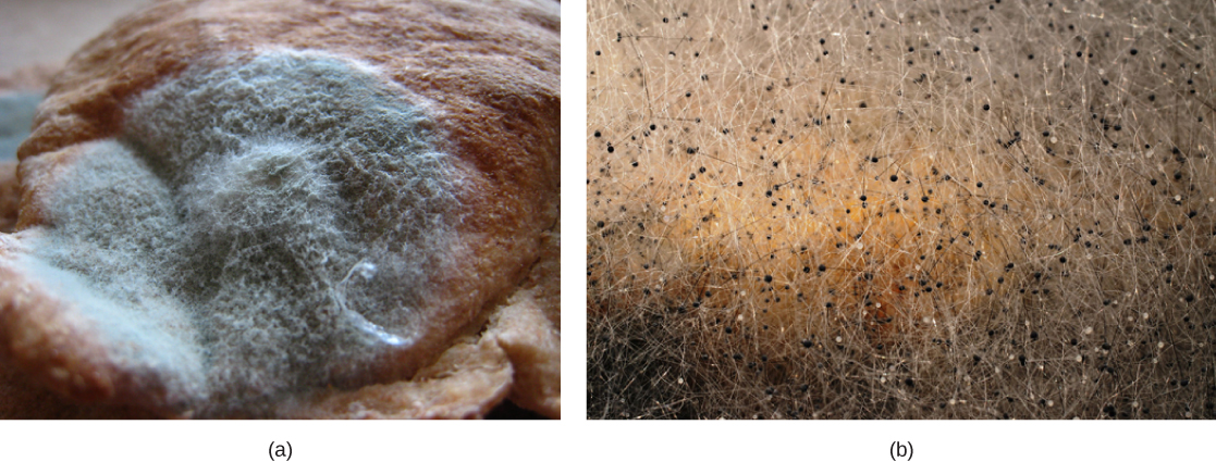 La foto muestra una gruesa capa de moho verde creciendo sobre el pan. A partir del molde crecen proyecciones blancas borrosas.
