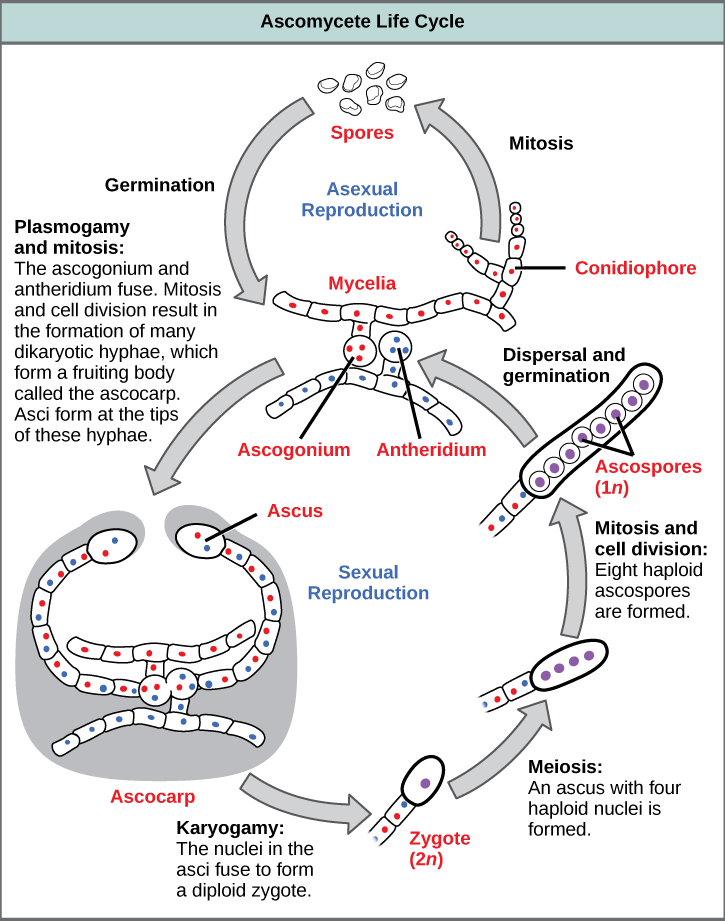 Les ascomycètes ont un cycle de vie à la fois sexuel et asexué. Au cours du cycle de vie asexué, le mycélium haploïde (1n) se ramifie en une chaîne de cellules appelée conidiophore. Les spores bourgeonnent à partir de l'extrémité du conidiophore et germent pour former d'autres mycéliums. Dans le cycle de vie sexuel, une structure ronde appelée anthéridium provient de la souche mâle et une structure similaire appelée bourgeons d'ascogonium de la souche femelle. Dans un processus appelé plasmogamie, l'ascogonium et l'anthéridium fusionnent pour former une cellule contenant de multiples noyaux haploïdes. La mitose et la division cellulaire entraînent la croissance de nombreux hyphes, qui forment un organisme fructifère appelé ascocarpe. Les hyphes sont dicaryotes, c'est-à-dire qu'ils possèdent deux noyaux haploïdes. Des asques se forment à l'extrémité de ces hyphes. Dans un processus appelé caryogamie, les noyaux des asques fusionnent pour former un zygote diploïde (2n). Le zygote subit une méiose sans division cellulaire, ce qui donne naissance à un asque avec quatre noyaux 1n disposés en rang. Chaque noyau subit une mitose, ce qui donne naissance à huit ascospores, qui sont également disposées en rangée à l'extrémité des hyphes. La dispersion et la germination entraînent la croissance de nouveaux mycéliums.