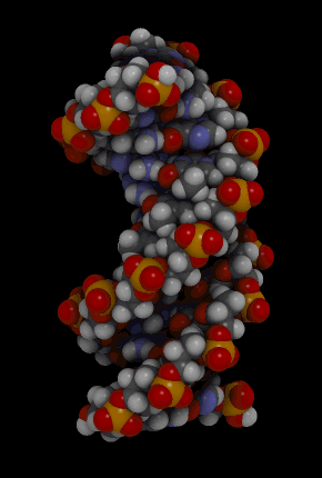 rotating DNA molecule