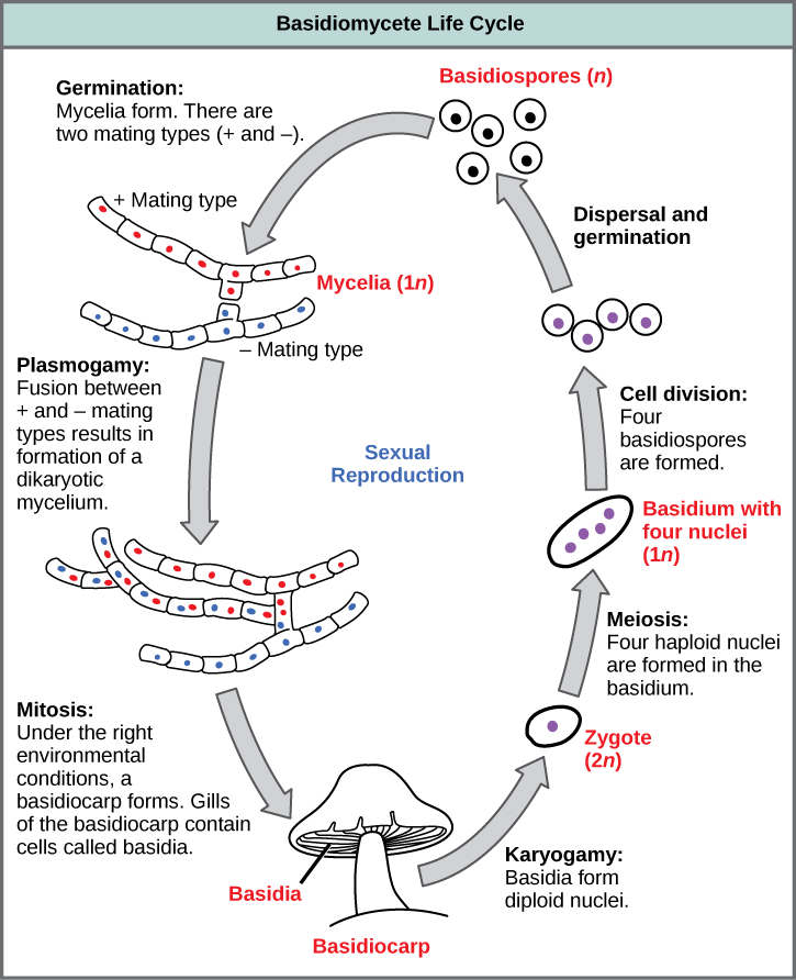 Se muestra el ciclo de vida de los basidiomicetos, mejor conocidos como hongos. Los basidiomicetos tienen un ciclo de vida sexual que comienza con la germinación de basidiosporas 1n en micelios con tipos de apareamiento más y menos. En un proceso llamado plasmogamia, los micelios más y menos forman un micelio dicótico. En las condiciones adecuadas, el micelio dicariota se convierte en un basdiocarpo, o hongo. Las branquias en la parte inferior de la tapa del hongo contienen células llamadas basidios. Los basidios se someten a cariogamia para formar un cigoto 2n. El cigoto se somete a meiosis para formar células con cuatro núcleos haploides (1n). La división celular da como resultado cuatro basidiosporas. La dispersión y germinación de basidiosporas termina el ciclo.