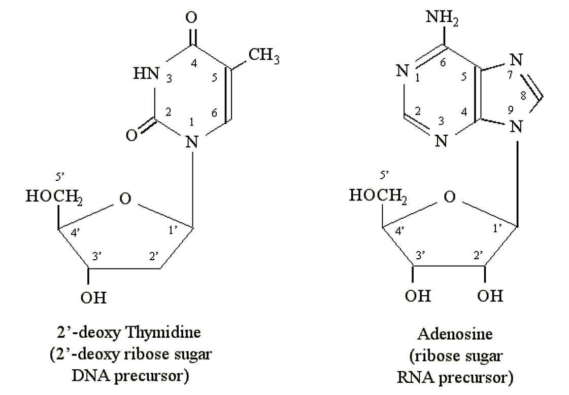 nucleosides.png