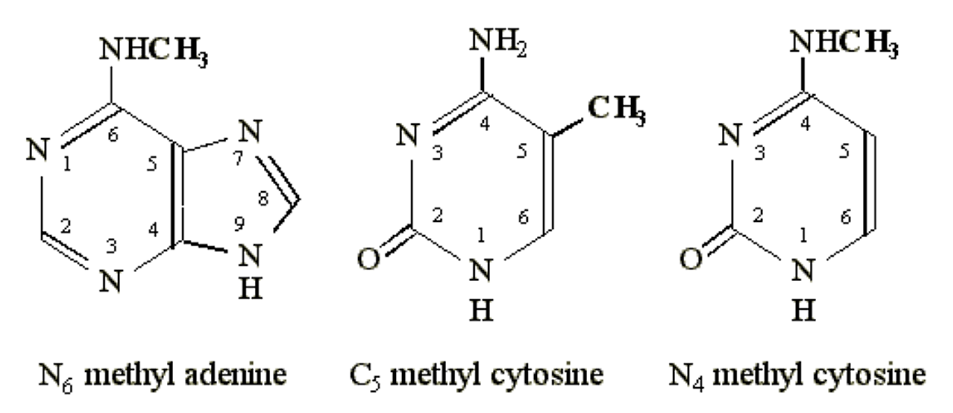 methylation.png