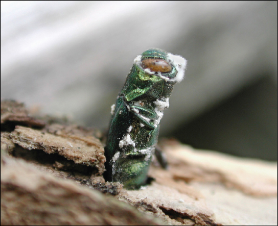 A green, stump-shaped ash borer jutting from the bark of a tree.