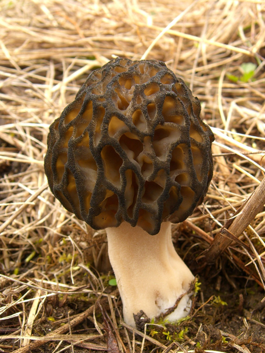 A mushroom with a convoluted black cap, like a honeycomb, and a smooth white stipe.