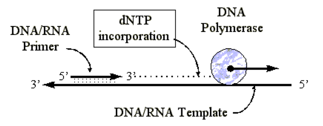 DNA replication.png