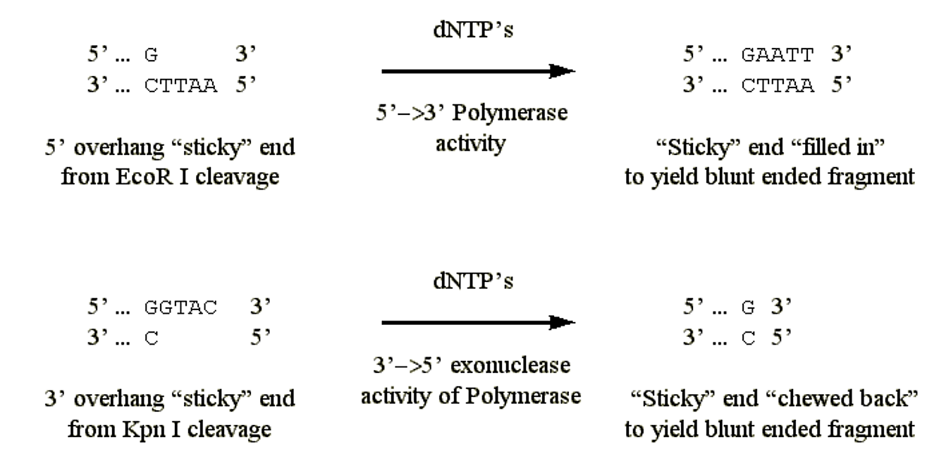 polimersasa activities.png