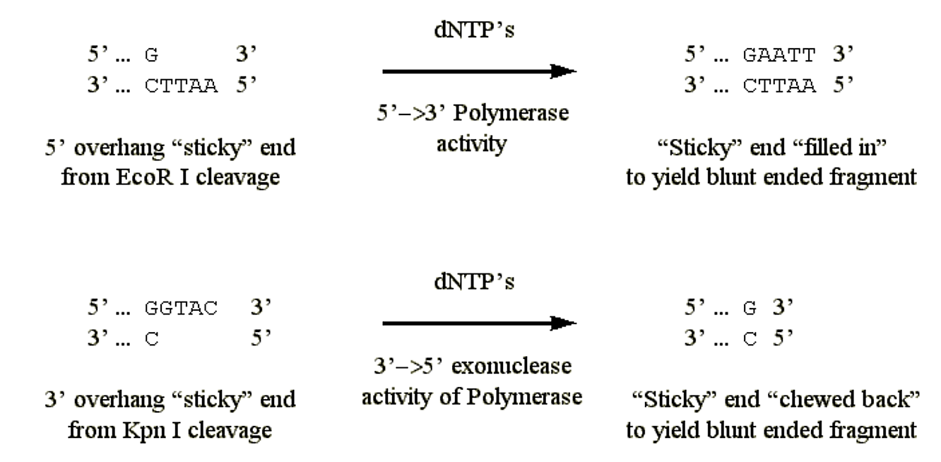 polymersase activities.png