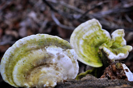 La photo montre deux champignons en forme de coquille poussant sur du bois en décomposition.