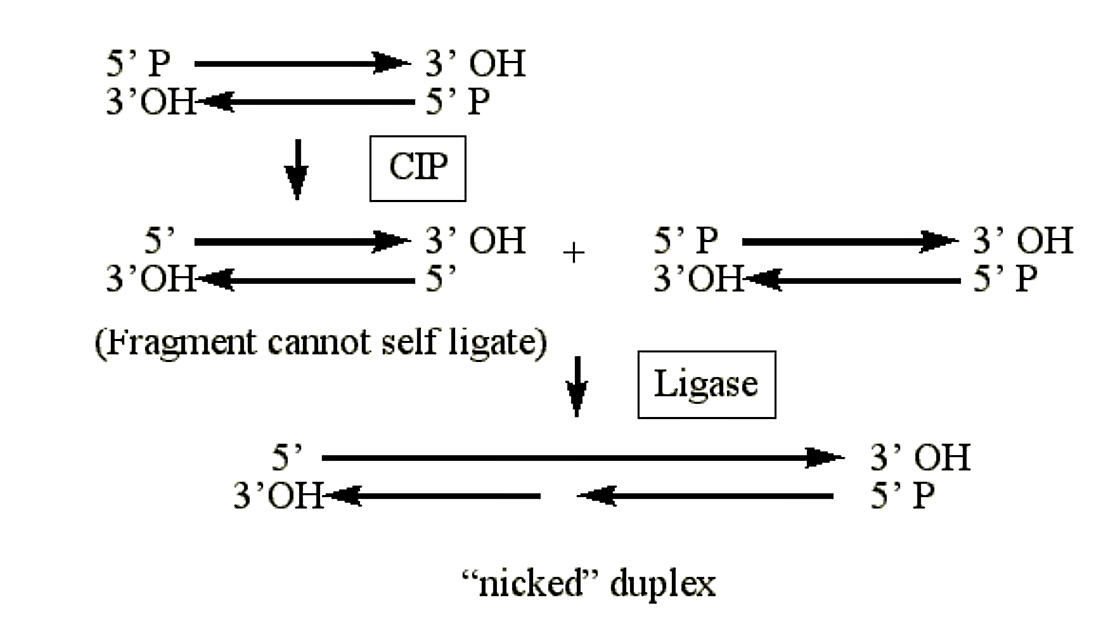 Captura de pantalla (205) .png