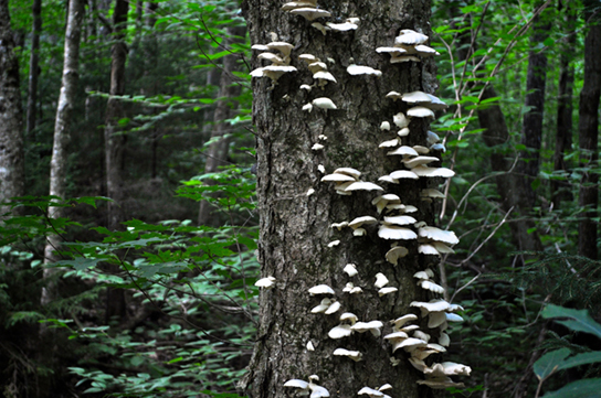 La photo montre un champignon de plateau en forme de coquille poussant sur un arbre vivant.