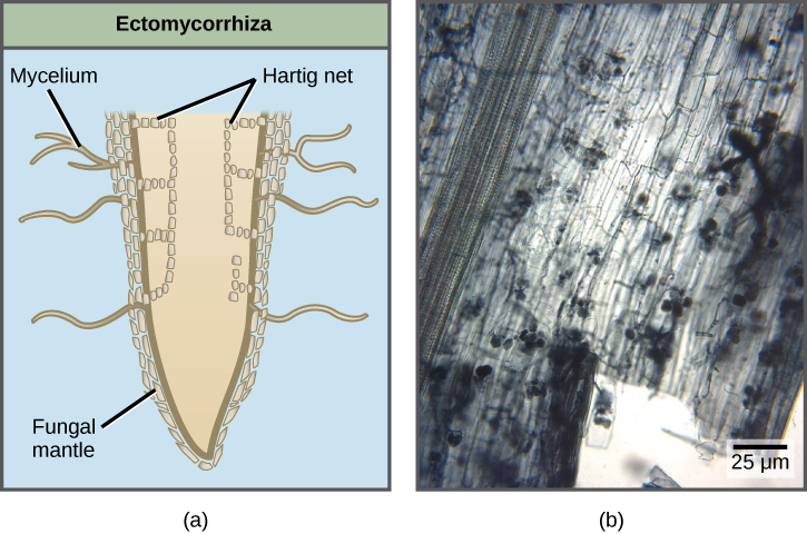 La partie A compare deux types de mycorhizes et montre les ectomycorhizes et les mycorhizes arbusculaires. Dans les ectomycorhizes, les hyphes fongiques forment une structure appelée filet de Hartig à l'intérieur de la racine. Le réseau de Hartig forme des rangées de cellules qui s'étendent tout droit vers le bas et se ramifient vers l'extérieur de la racine. Un manteau fongique entoure la racine. Le mycélium s'étend à partir du manteau fongique. Dans les mycorhizes arbusculaires, les champignons forment des amas ressemblant à des doigts qui sont reliés au mycélium qui s'étend de la racine au sol. La partie B est une micrographie de mycorhizes arbusculaires, qui apparaissent sous forme de grappes ressemblant à du raisin à l'extrémité d'une racine.