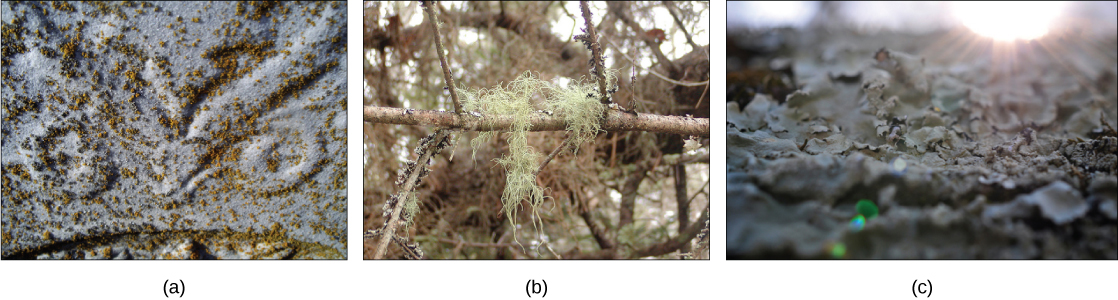 Différents lichens sont présentés. La partie A montre un lichen qui ressemble à des taches brunes sur une roche grise. La partie B montre un lichen ressemblant à de la mousse suspendu à un arbre. La partie C montre des lichens qui ont une forme large, plate et alambiquée.