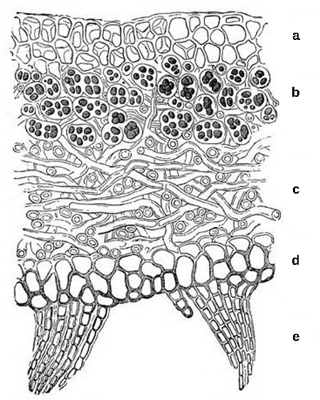 Le lichen possède plusieurs couches. La couche supérieure, ou cortex, est constituée de cellules de forme irrégulière. Sous cette couche, les cellules des hyphes de la zone algale s'enroulent autour des cyanobactéries. Sous la zone algale se trouvent de longs mycéliums filiformes. Sous le mycélium se trouve le cortex inférieur, dont l'apparence est similaire à celle du cortex supérieur, mais avec des cellules plus grandes. Des projections situées sous le cortex inférieur ancrent le lichen à son substrat.