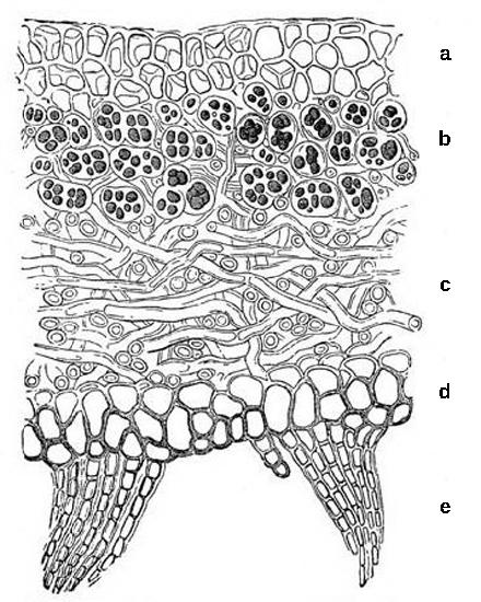 Diagram of the stratified layers in a lichen thallus