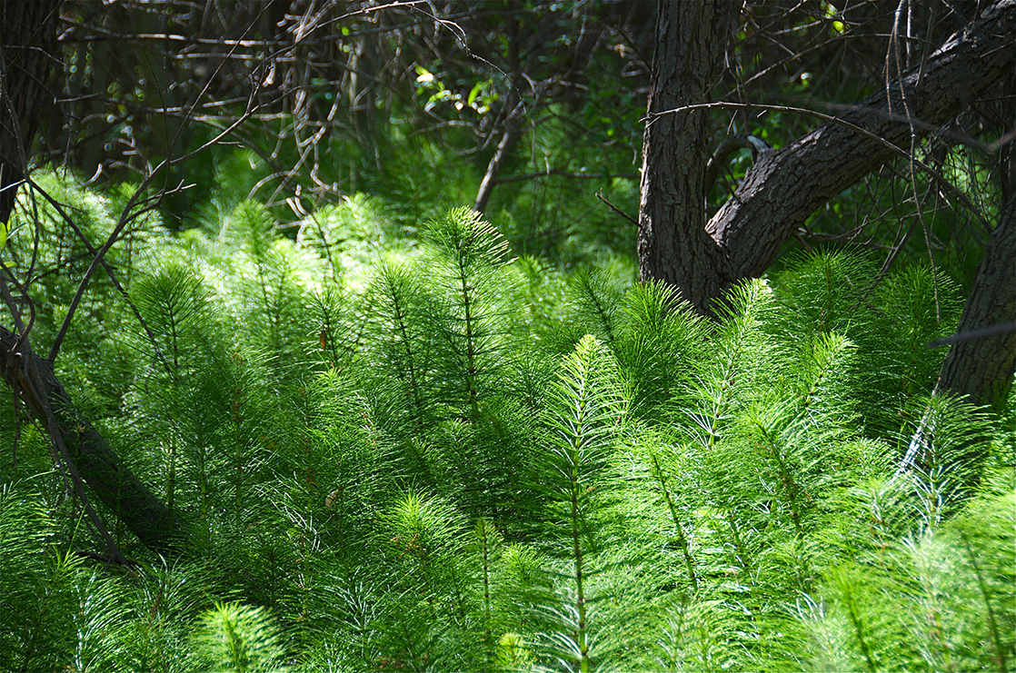 La photo montre une plante sans pépins poussant sous un grand arbre. La plante sans pépins possède une longue tige élancée et de fines branches filamenteuses qui en sortent. Les branches n'ont pas de feuilles.