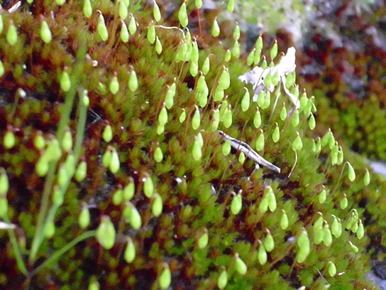 Picha inaonyesha sporangia katika mmea usio na mbegu Bryum capillare.