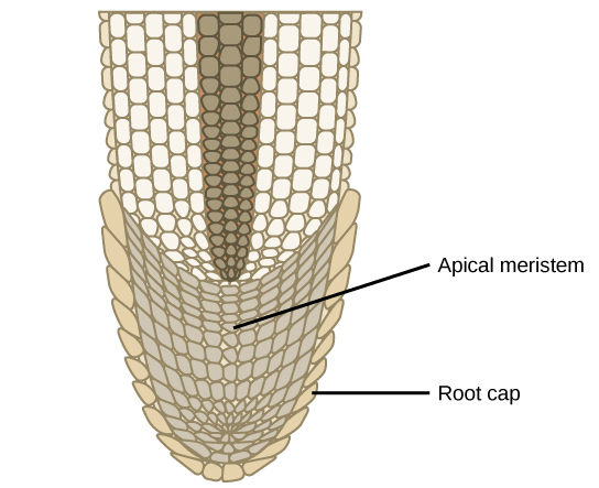 L'illustration montre l'extrémité d'une racine. Les cellules de la pointe sont plus petites que les cellules plus matures situées plus haut.
