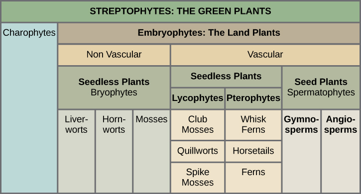 يوضح الجدول تقسيم Streptophytes: النباتات الخضراء. تشمل هذه المجموعة Charophytes و Embryphytes. النباتات الجنينية هي نباتات برية تنقسم إلى نباتات وعائية وغير وعائية. جميع النباتات غير الوعائية خالية من البذور، وهي في مجموعة Bryophyte، والتي تنقسم إلى حشيشة الكبد، وحشيشة الأبواق، والطحالب. تنقسم نباتات الأوعية الدموية إلى نباتات بدون بذور وبذور. تنقسم النباتات الخالية من البذور إلى اللايكوفيت، والتي تشمل طحالب النادي، وطائر السنابق، والطحالب الفخارية، والبيروفيتات، والتي تشمل سرخس الخفق وذيل الحصان والسراخس. توجد نباتات البذور في مجموعة الحيوانات المنوية وتتكون من الجمنازيوم والأوعية الدموية.