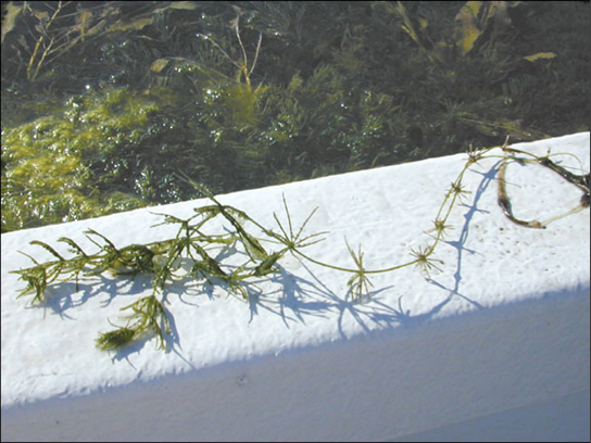 Le chara est une plante aquatique à longue tige verte flexible. Des verticilles aux tiges élancées rayonnent périodiquement à partir de la tige.