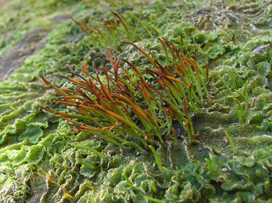 La base de la plante hornwort, appelée thalle, a l'aspect ridé et ressemble à une feuille. Les sporophytes sont un groupe de fines tiges vertes aux extrémités brunes qui poussent à partir de cette masse froissée.