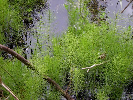 Sur la photo, des plants de prêle touffus poussent dans l'eau.