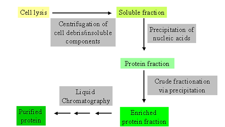 Protein Purification Process Flow Chart
