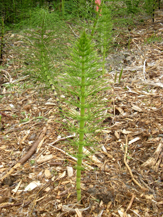 La photo montre un plant de prêle, qui ressemble à un buisson, avec une tige épaisse et des verticilles de fines feuilles partant de la tige.